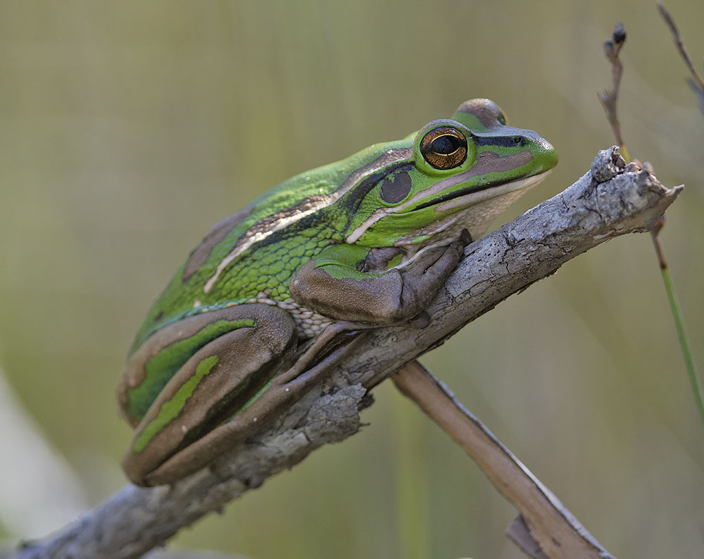 Frogs of Victoria – Go Birding